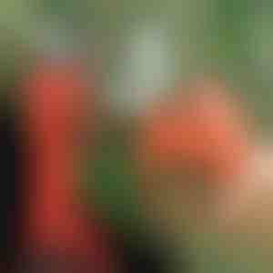 Електрически ножици за подрязване, безжични за градина и овощна градина | WHIZZPRUNER