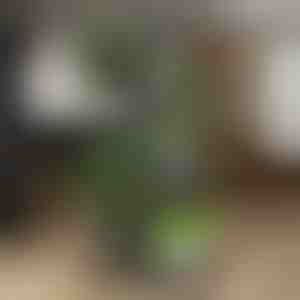 Стойка за саксии с растения | POTSTAGE