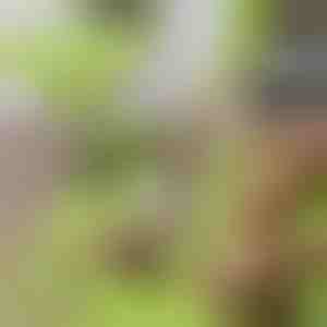 Дъска за Рязане с Отделящ се Контейнер 2 в 1| CHOPPINATA