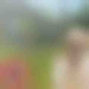 Нашийник против кърлежи и бълхи за домашни любимци PETPROTECT