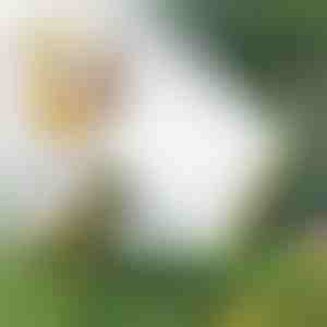 Разпръсквач с няколко дюзи за маркуч | SPRAYMASTER