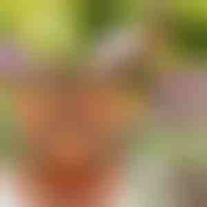 Саксии за цветя с регулируема височина (3 броя) | PLANTUP